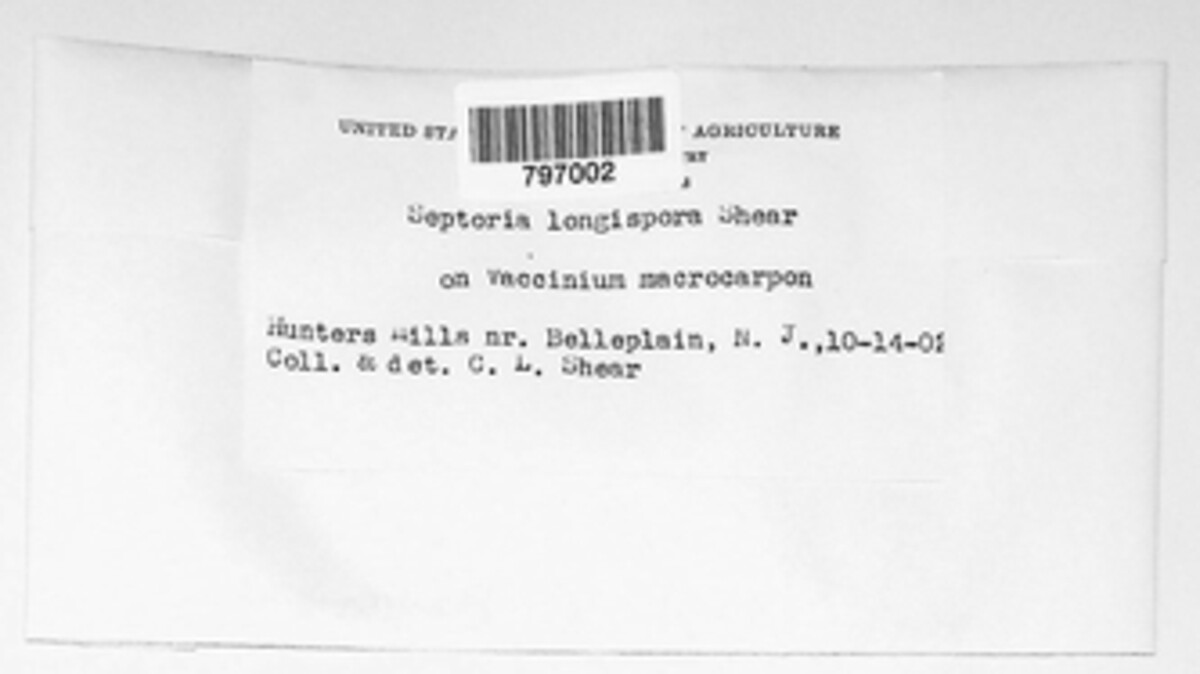 Phaeoseptoria longispora image
